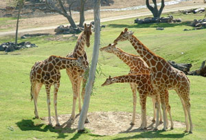 Take a Trip to the Zoo