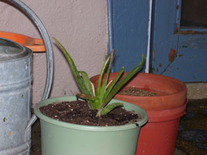 Struggling Aloe Plant