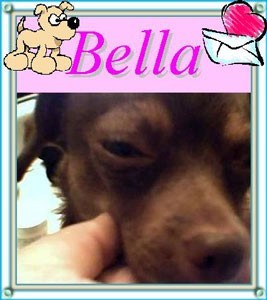 Puppy Brought Home Fleas