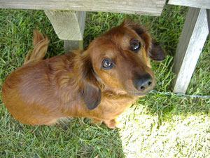 Belle (Miniature Long Haired Dachshund)