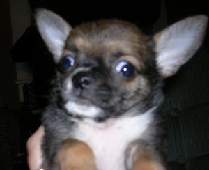 My Chihuahua Pup