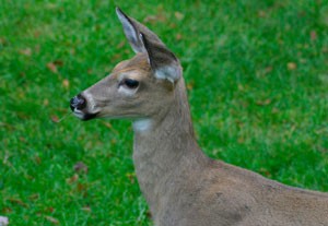 Keeping Deer Out of a Container Garden