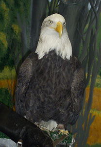 Bald Eagle