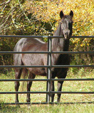 Fancy (Tennessee Walker)