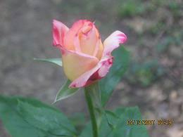 First Rose of the Season