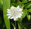 Flower Close-up