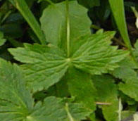 Leaf Close-up