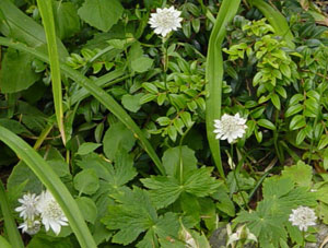 What is this Flower?