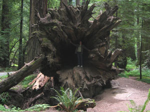 Avenue of the Giants