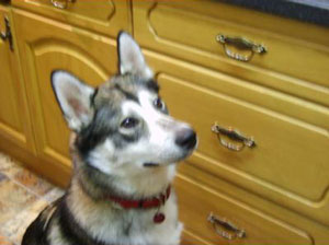 Is My Dog A Husky?