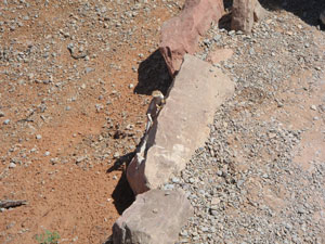 Lizard in Arches