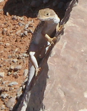 Lizard in Arches National Park