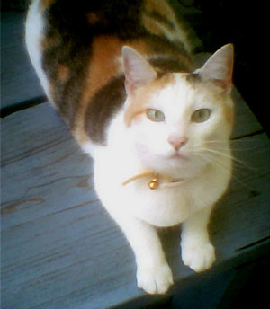 Mabel Belle (Calico)