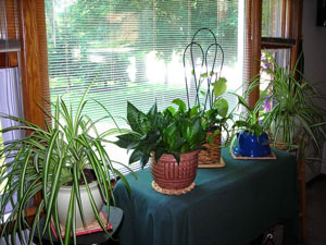 Marie's Plant Window