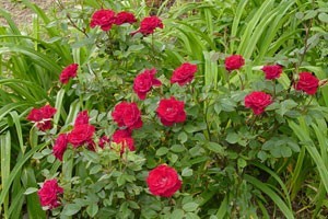 Mini Rose Bush
