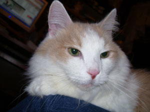 Moe The Cat