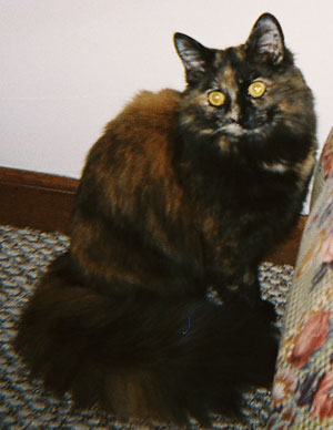 Molly Mew (Tortoise Shell Calico)