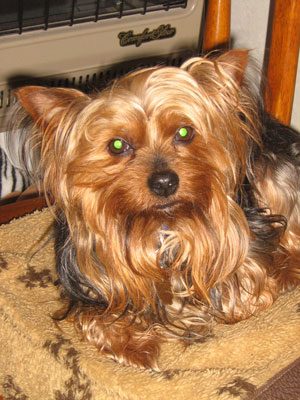 Odee (Yorkshire Terrier)