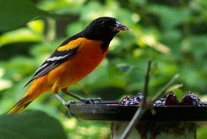 Oriole in My Garden