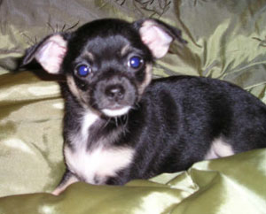Playpen for Puppies
