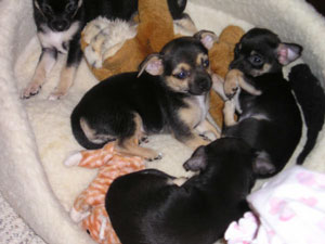 Playpen for Puppies