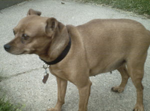 Precious (MinPin/Chihuahua)