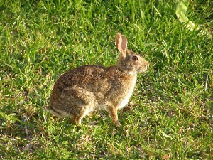 rabbit2_300x225.jpg
