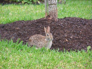 rabbit2_300x225.jpg