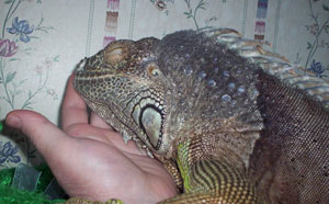 Rex (Green Iguana)
