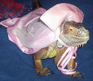 Rex (Green Iguana)