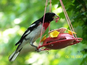 Rose Breasted Grosbeak