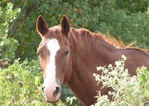 All My ROWDY Friends (Foundation Quarter Horse)