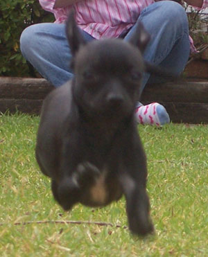 Roxy (Tea Cup Chihuahua)