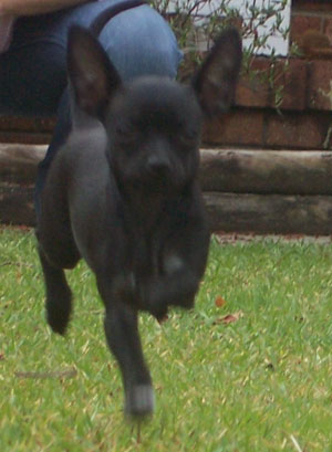 Roxy (Tea Cup Chihuahua)