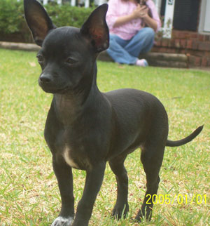 Roxy (Tea Cup Chihuahua)