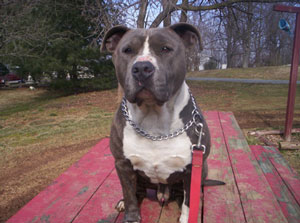 Rubber Mat for Dog Kennel