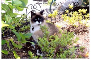 Sophie (Snowshoe)