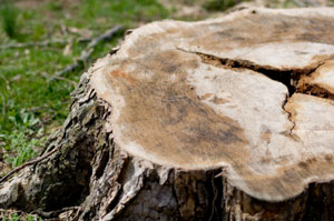 Inexpensive Stump Removal