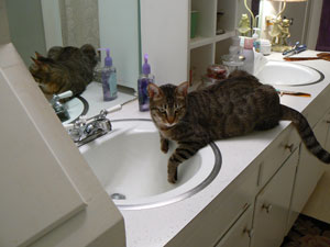 Topher (Bengal)