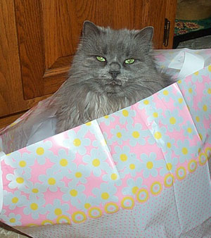 Tweeti the Cat