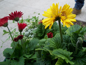 My Twin Gerber Daisy