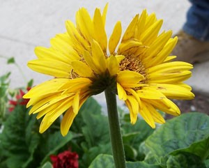 My Twin Gerber Daisy