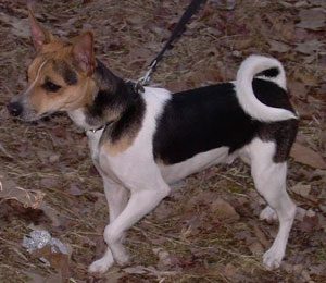 Vinnie Vega (Toy Fox Terrier)