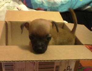 What breed is my dog? (Chihuahua Mix)