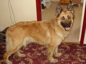 What breed is my dog? (Golden Retriever and German Shepard Mix)