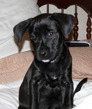 Zoey (Black Labrador Retriever)