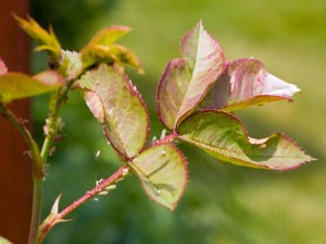Aphids on My Roses