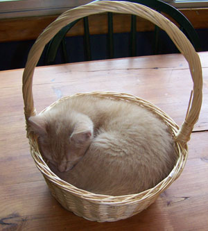 Apple Kitty Cat