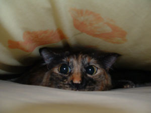 Artemis (Long Hair Tortoise Shell)