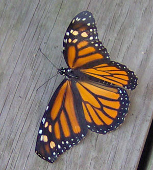 Hatching Monarch Butterfly